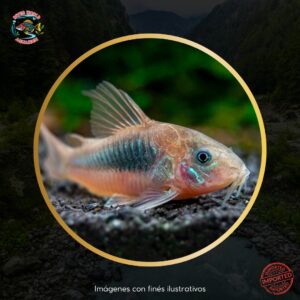 CORYDORA BRONCE