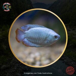 GOURAMI POWDER BLUE