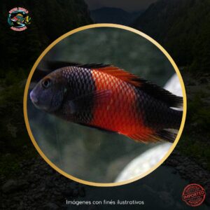 TROPHEUS RED SADDLE