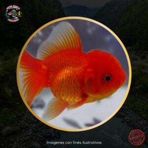 ORANDA CABEZA LEON