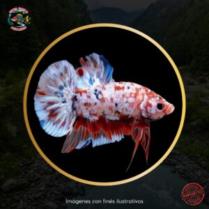 BETTA RED BARONGSAI